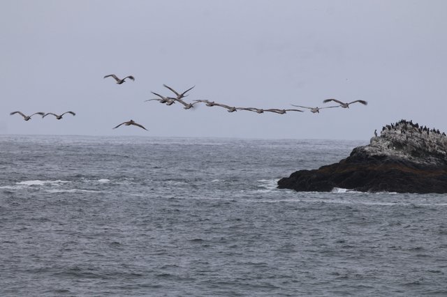 Pelican Squadron Soars Over Pacific Coastal Rocks