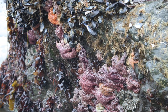 Sea Stars and Mussels Clinging to Tidal Rock