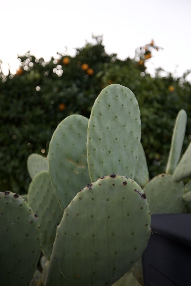 Prickly Pear Cactus with Citrus Trees at Dusk