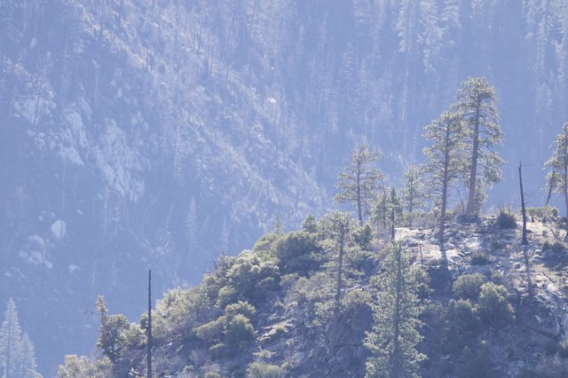 Forest Fire Aftermath in Smoky Mountain Valley