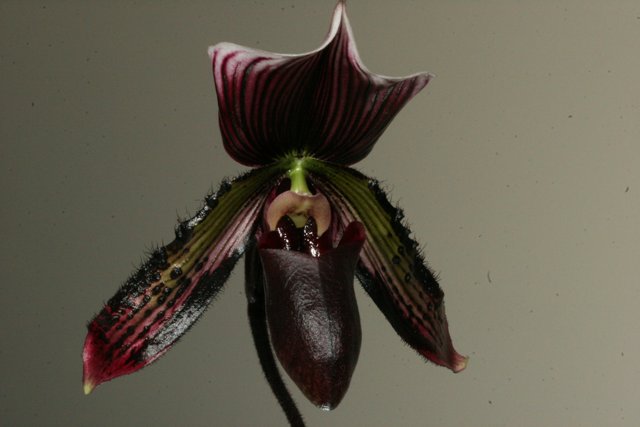 Dark-Centered Orchid Blossom
