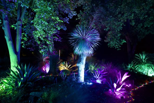 Enchanted Night in the Garden