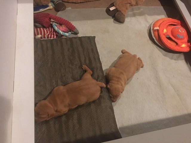 Pawsitively Adorable Puppies on a Rug