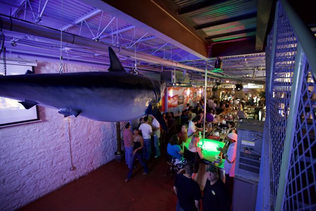Hanging Shark in Urban Pub