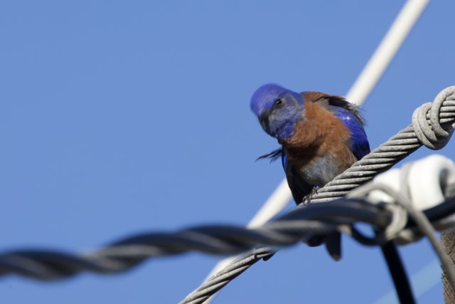 Curious Avian Gaze