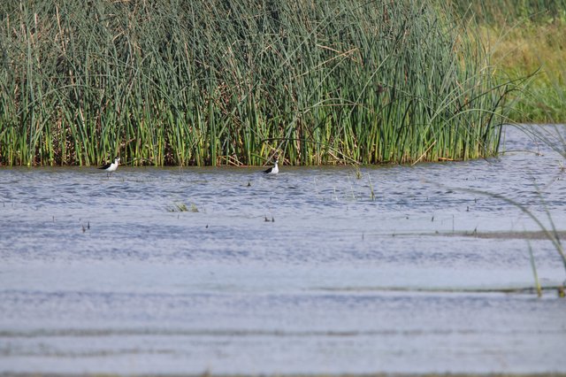 Shorebirds Wading in Wetland Marsh Habitat