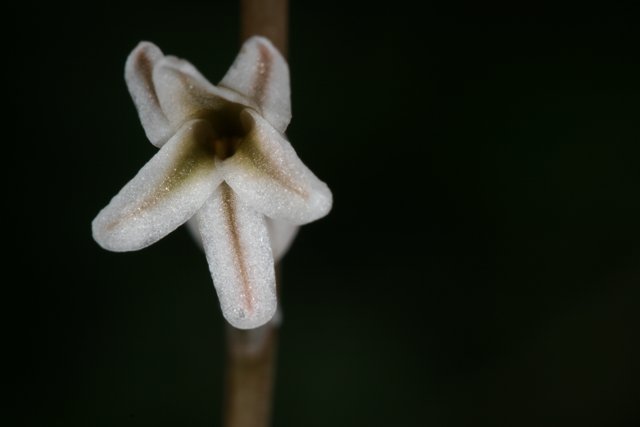 White-Centered Flower Bud