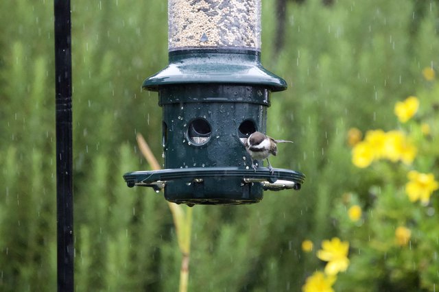 Chickadee Braving the Rain at Bird Feeder