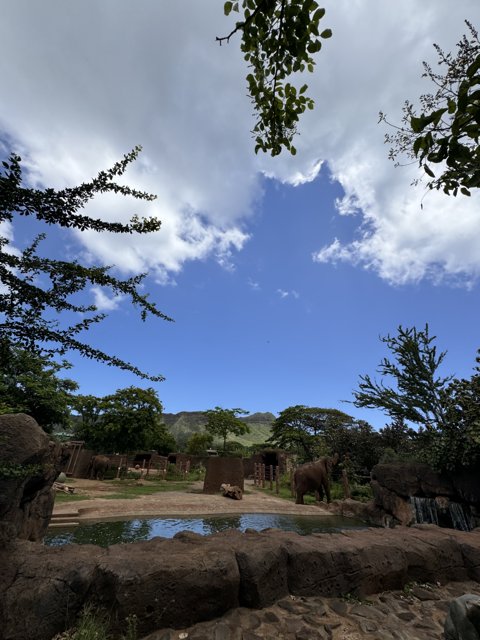 Serene Day at Honolulu Zoo: Elephants and Ethereal Skies
