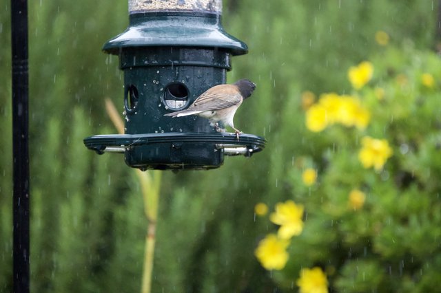 Bird Feeding in the Rain at Garden Feeder