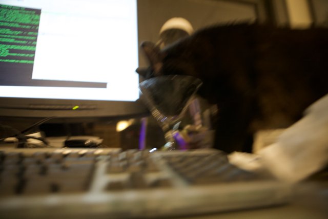 Feline IT Specialist