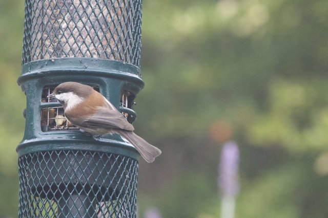 Boreal Chickadee Feeding at Garden Bird Feeder