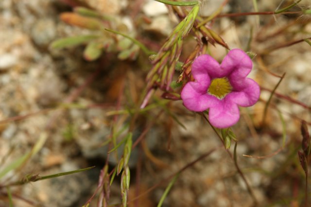 Lone Pink Geranium in the Field