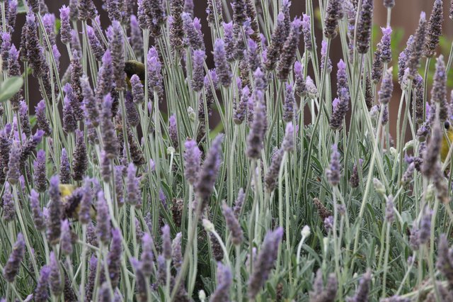 Lavender Field in Sharp Focus with Purple Blooms
