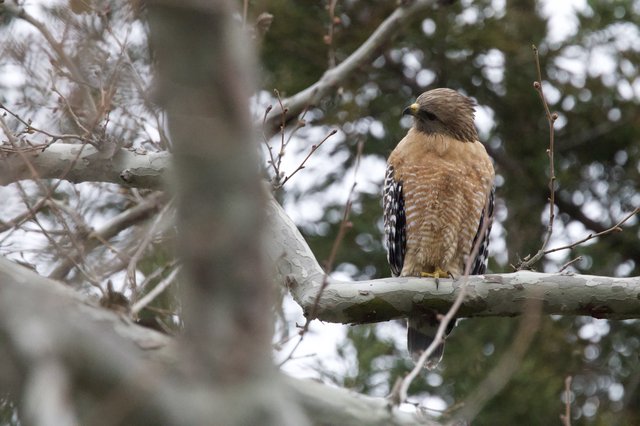 Red-shouldered Hawk Perched on Winter Branch