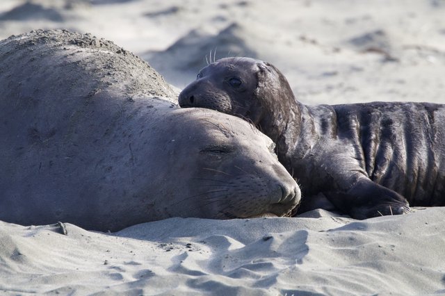 Mother and Pup Elephant Seals Resting on Sandy Beach