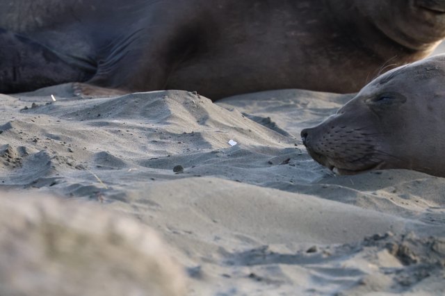 Elephant Seal Pups Resting on Sandy Beach