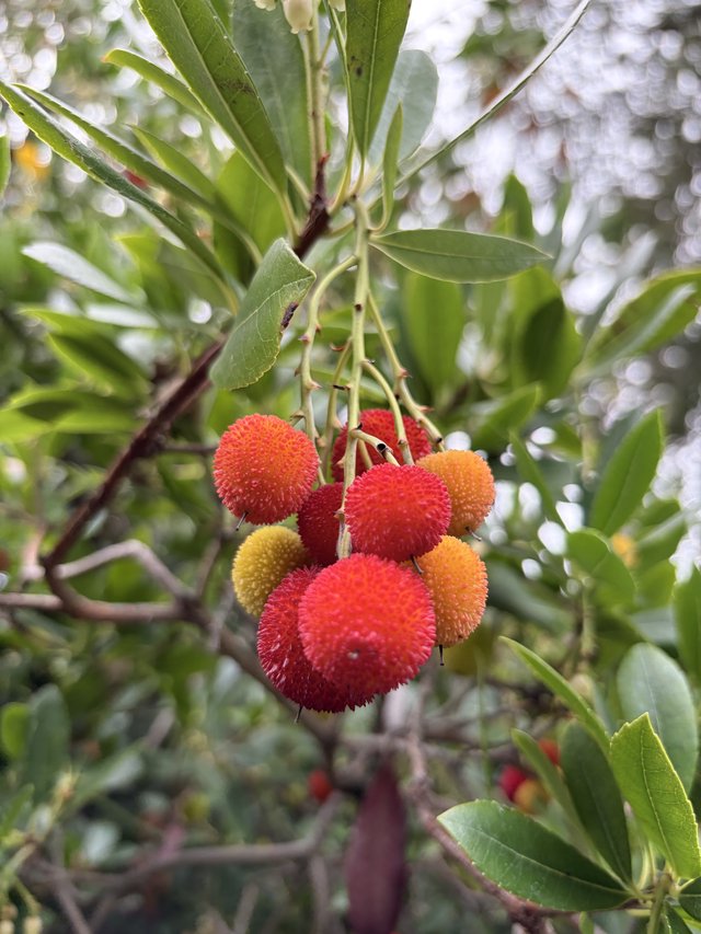 Strawberry Tree Fruits with Spiky Texture in Bloom