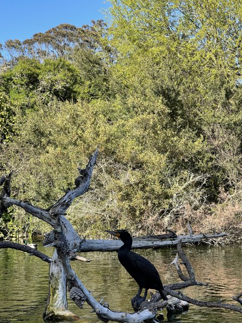 Cormorant perched on tree branch
