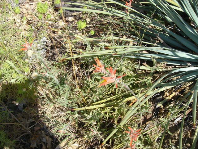 Blooming Red Agavaceae