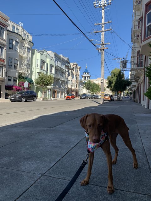 A Canine's Walk in the City