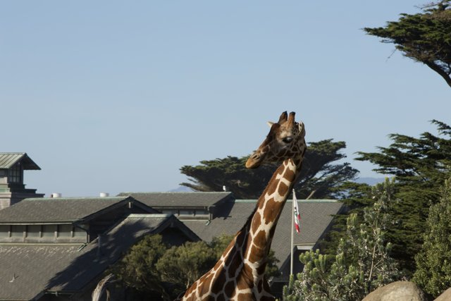 Urban Safari: A Giraffe's Grandeur