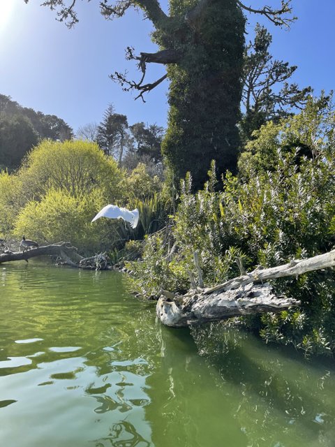 Flying High Over Stow Lake