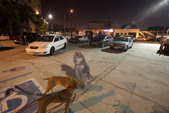 A Canine Companion in a Parking Lot
