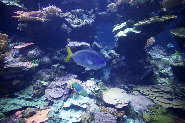 Blue Fish Swimming Through Vibrant Coral Reef Ecosystem