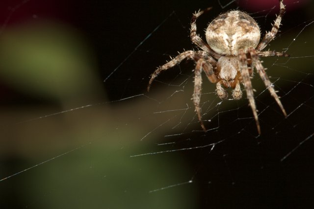 Garden Spider Takes a Break in Her Web