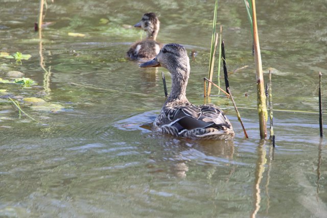 Female Mallard Duck with Ducklings in Shallow Wetland