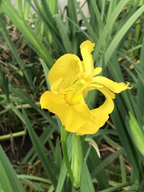 Solitary Yellow Iris in a Golden Field