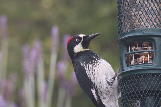 Acorn Woodpecker Visiting Garden Bird Feeder