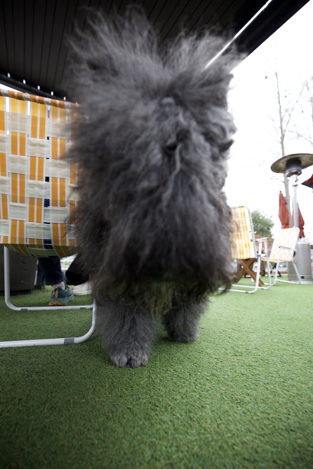 Fluffy Gray Dog Portrait on Artificial Turf