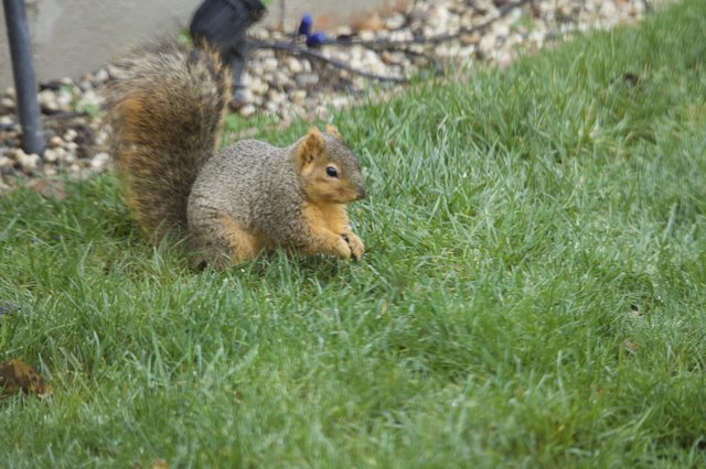 Fox Squirrel Foraging in Suburban Lawn