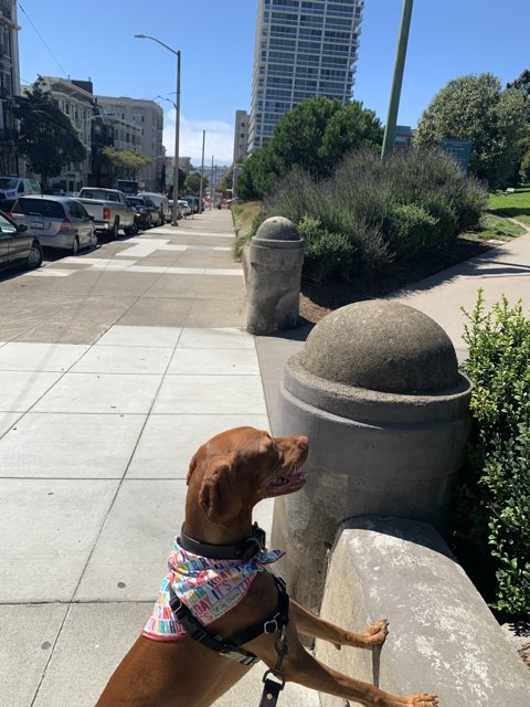 Colorful Doggo in the City