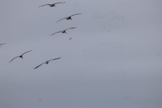 Pelicans Glide Through Overcast Skies in Formation