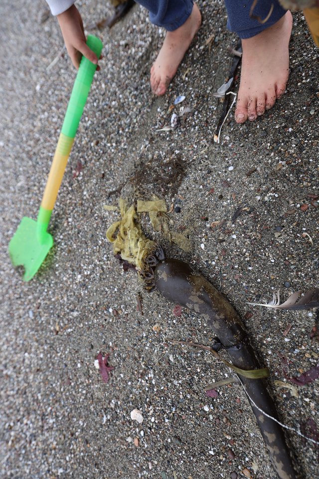 Child Explores Seaweed and Kelp on Sandy Beach