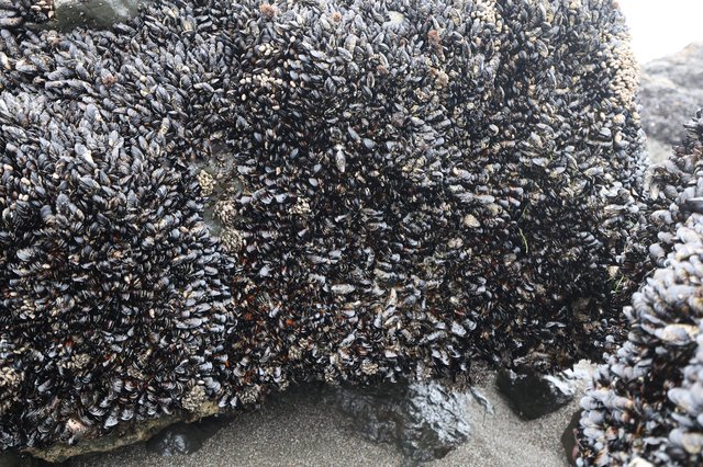 Dense Mussel Colony Blanketing Rocky Intertidal Zone