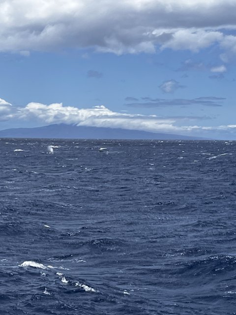 Majestic Whale in the Hawaiian Horizon