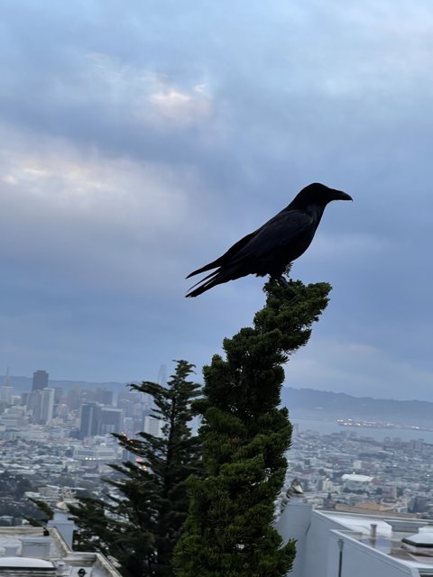 A Crow's View of the Urban Jungle
