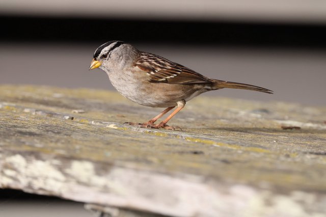 White-crowned Sparrow Perched on Weathered Wooden Deck