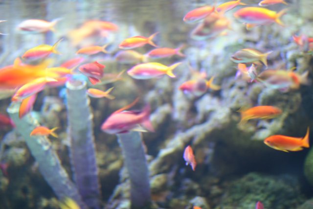 Colorful School of Fish in an Aquarium
