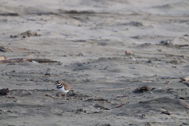 Killdeer Shorebird on Sandy Beach at Dusk