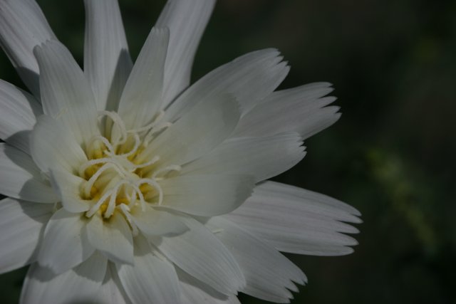 Delicate Daisy in Bloom
