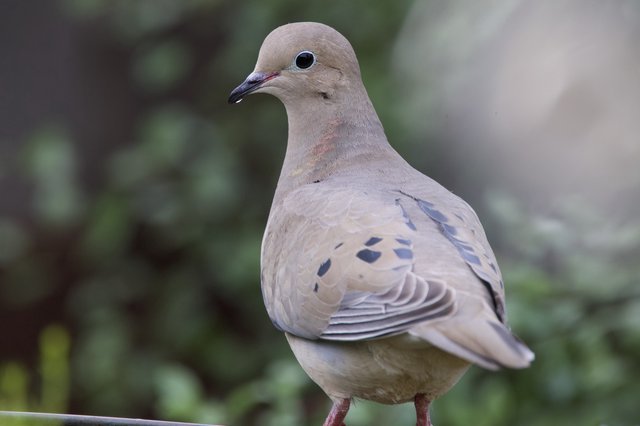 Mourning Dove Portrait in Soft Natural Light