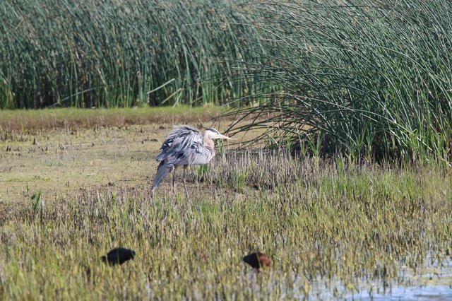 Great Blue Heron Foraging in Wetland Marsh