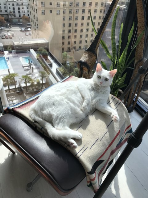 White Cat Basking in the Sun