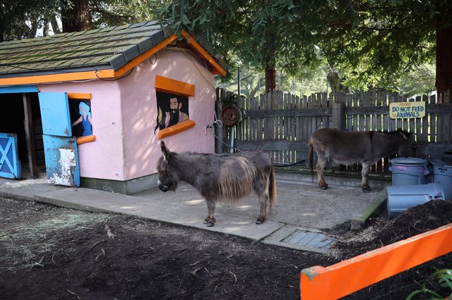 Donkeys at a Colorful Pink Cottage Enclosure