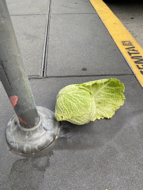 Abandoned Cabbage